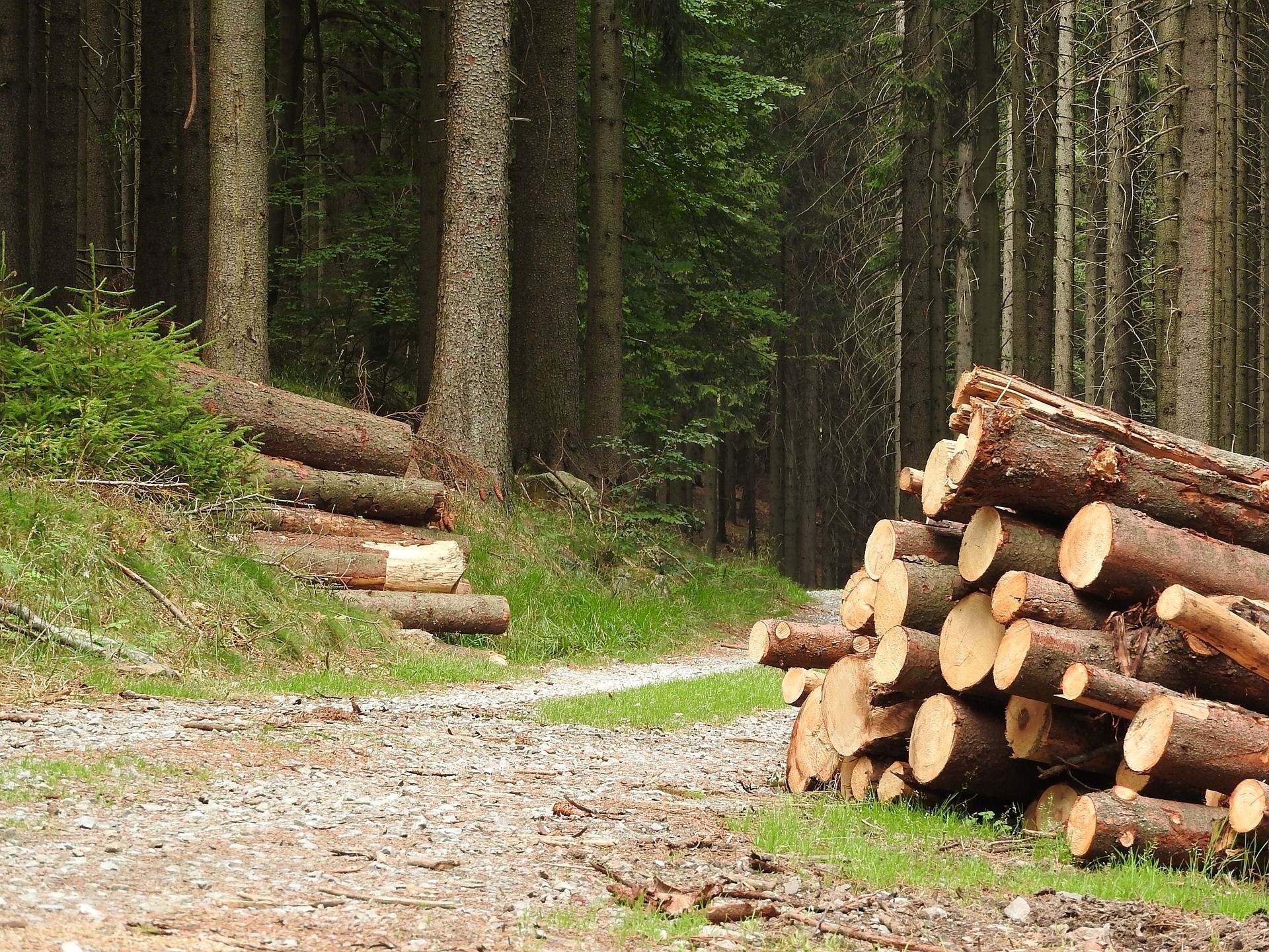 Aplikace umožňuje efektivní hospodaření v lesích. Foto: pixabay.com