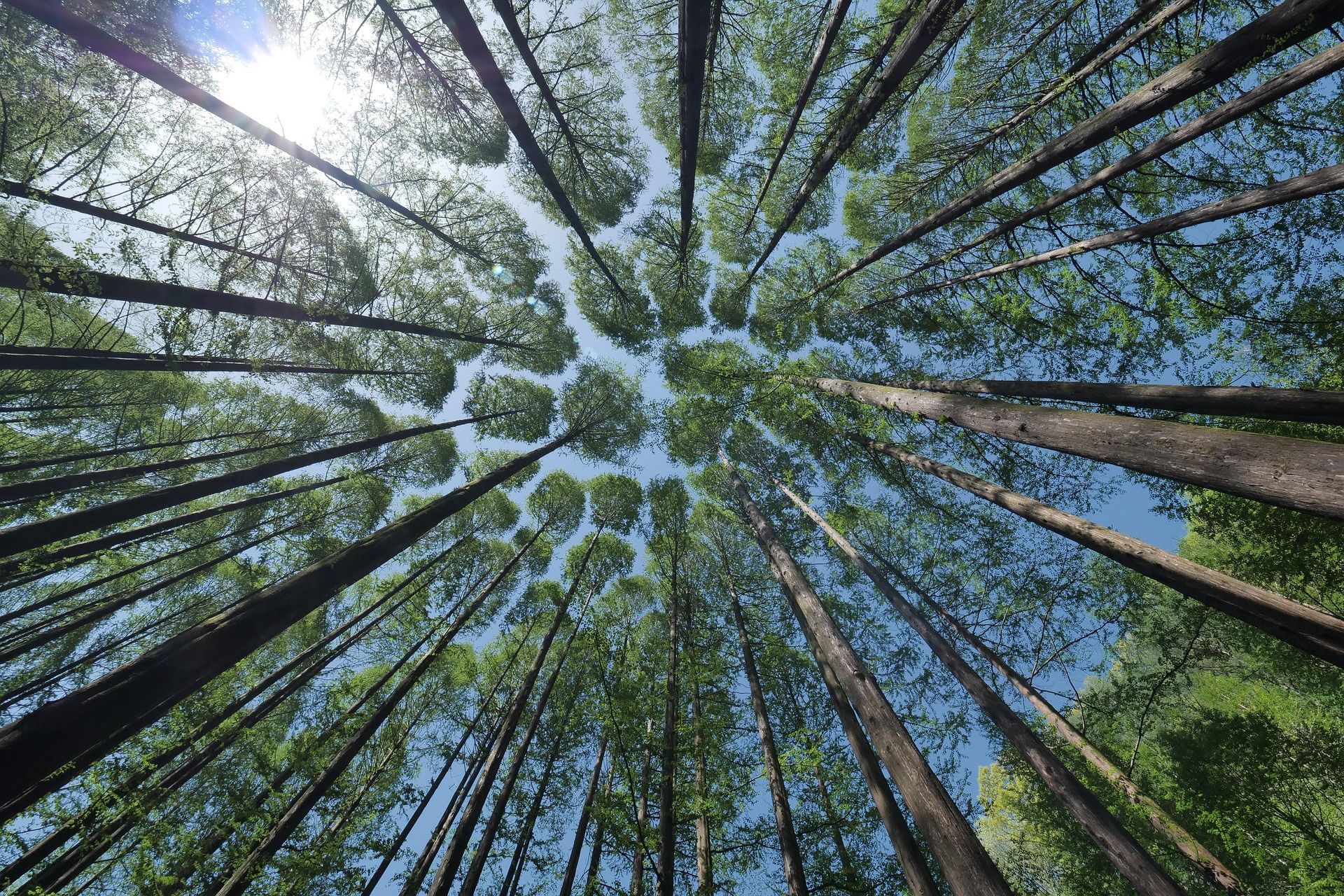 PEFC systém podporuje zachování lesů pro další generace. Foto: pixabay.com